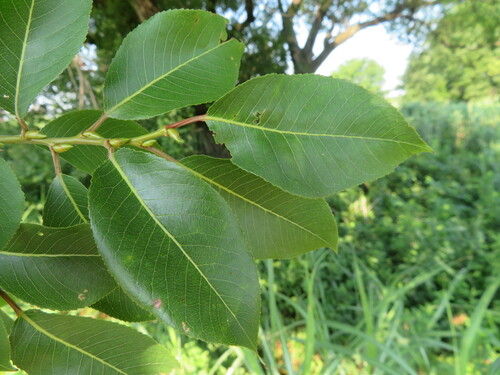 Image of Salix chaenomeloides by (c) Marco Mussita, some rights reserved (CC BY)