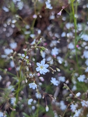 Eriogonum spergulinum