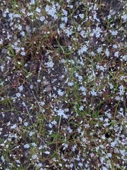 Eriogonum spergulinum