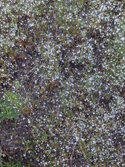 Eriogonum spergulinum