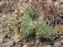 Cusickiella douglasii
