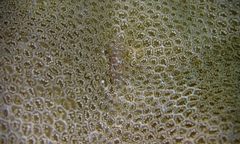 Periclimenes diversipes