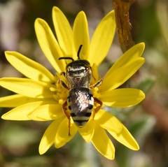 Triepeolus balteatus