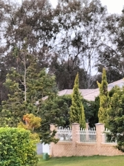 Platycercus adscitus