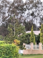 Platycercus adscitus