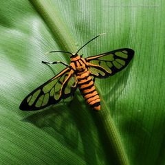 Amata grotei