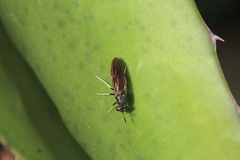 Hermetia lativentris