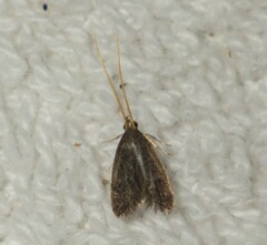 Lecithocera nigrana