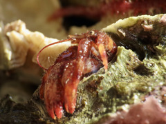 Discorsopagurus schmitti