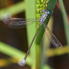 Lestes eurinus
