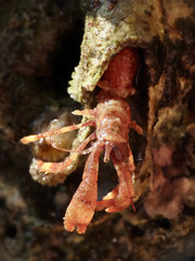 Discorsopagurus schmitti