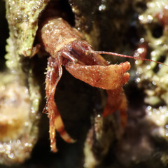 Discorsopagurus schmitti