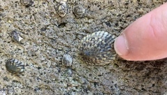 Notoacmea cellanoides