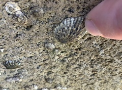 Notoacmea cellanoides