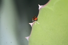 Hermetia lativentris
