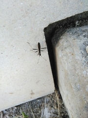 Micrelytra fossularum