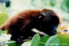 Alouatta seniculus puruensis