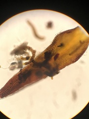 Andreaea megistospora