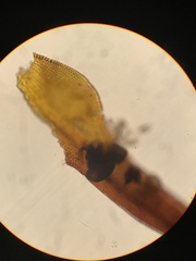 Andreaea megistospora