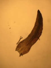 Andreaea megistospora