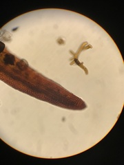 Andreaea megistospora