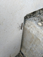 Micrelytra fossularum
