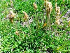 Plantago alpina