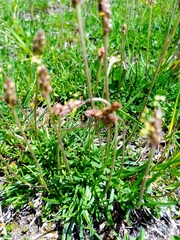 Plantago alpina