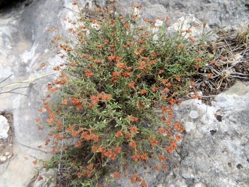 Thyme-leaved Rockrose