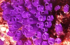Clavelina moluccensis