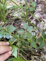 Polygaloides paucifolia