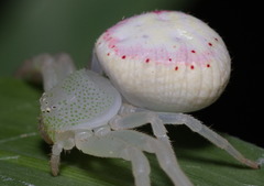 Massuria bellula