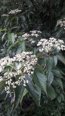 Viburnum mullaha