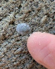 Notoacmea cellanoides