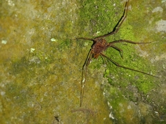 Opiliones