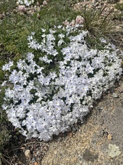 Phlox pulvinata
