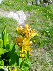 Gentiana punctata