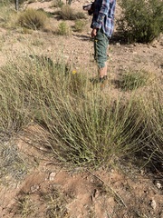 Helianthus devernii