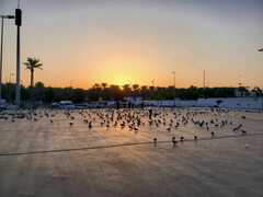 Columba livia domestica