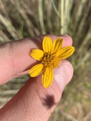 Helianthus devernii