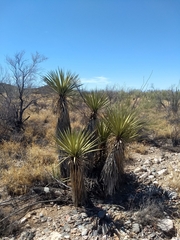 Yucca baccata brevifolia