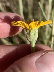 Helianthus devernii