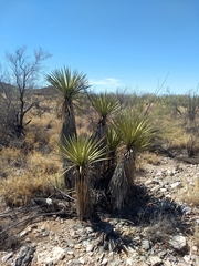 Yucca baccata brevifolia