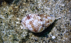 Nassarius splendidulus