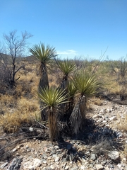 Yucca baccata brevifolia