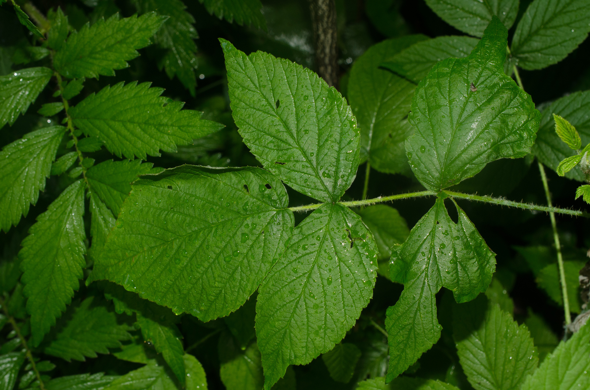 black raspberry Rubus leucodermis leaves, Stanley Park, Vancouver, British  Columbia, Canada Stock Photo - Alamy