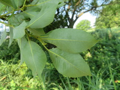 Salix chaenomeloides