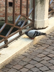 Columba livia domestica