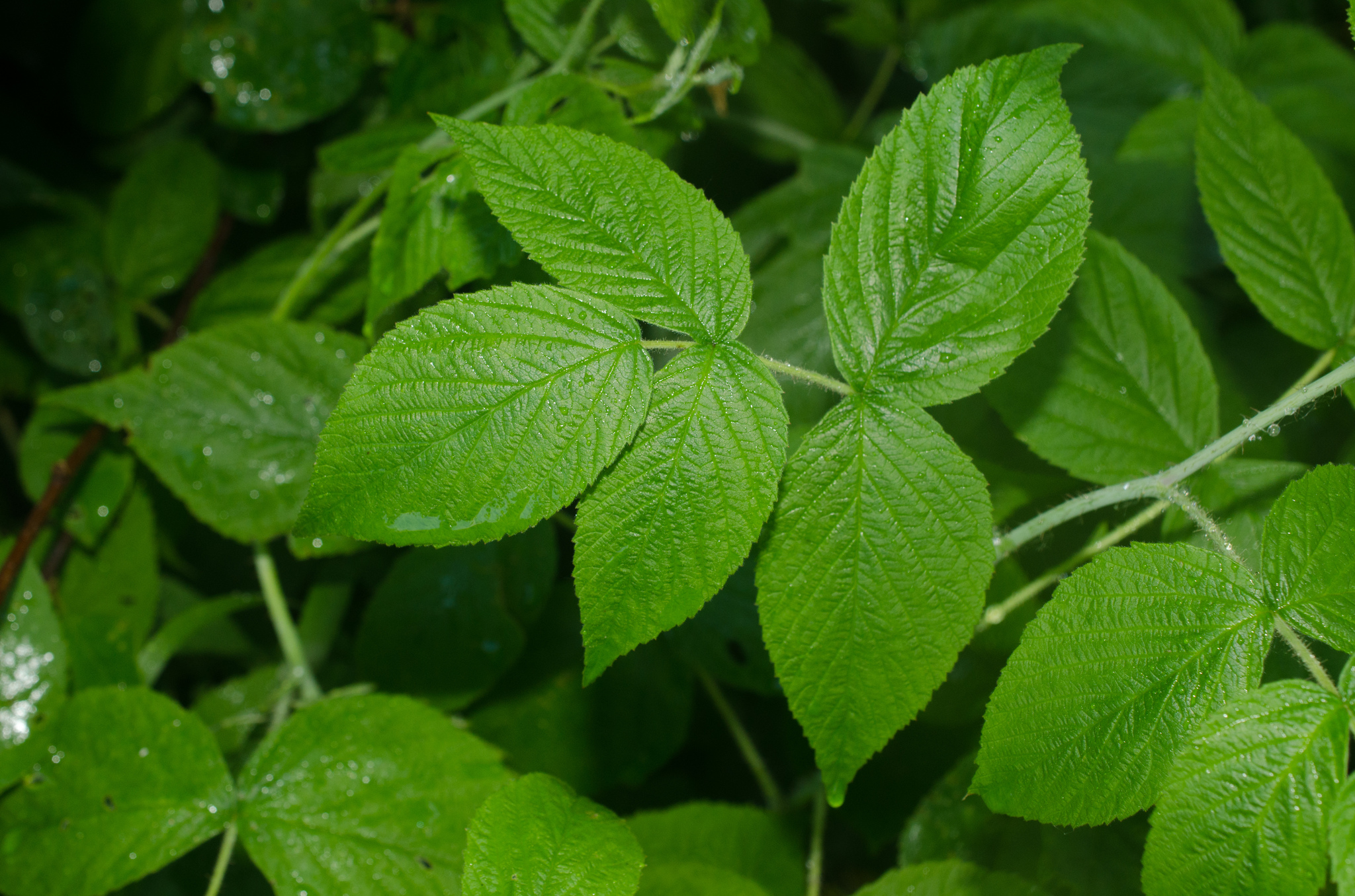 black raspberry Rubus leucodermis leaves, Stanley Park, Vancouver, British  Columbia, Canada Stock Photo - Alamy