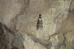 Dysmicohermes disjunctus